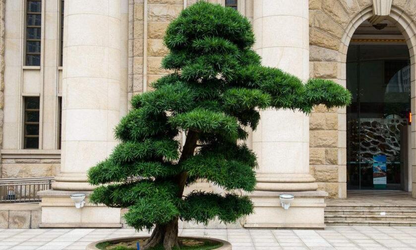 迷你羅漢松的養(yǎng)殖方法，簡單好養(yǎng)的四種方法