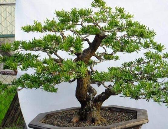 為什么羅漢松慢慢枯萎，做好澆水/保持溫度光照