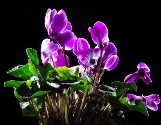 仙客來(lái)葉子嚴(yán)重發(fā)黃，老農(nóng)總結(jié)最直觀三種解決辦法