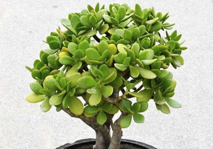 玉樹盆景怎么養(yǎng)，茁壯成長的四大養(yǎng)殖技巧