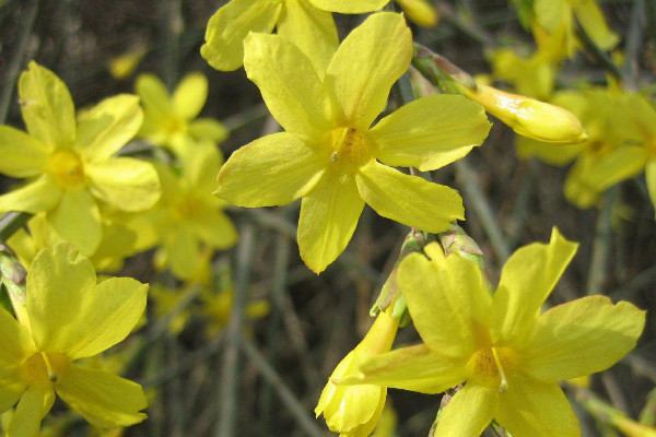 迎春花為什么枝條細(xì)