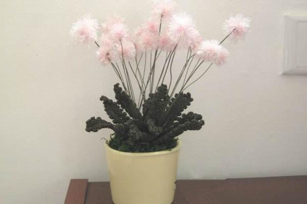 蒲公英怎么養(yǎng)，蒲公英養(yǎng)殖5大要點(diǎn)