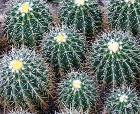 仙人球的養(yǎng)殖方法和注意事項(xiàng)，做好五個(gè)要點(diǎn)一年四季健康茂盛