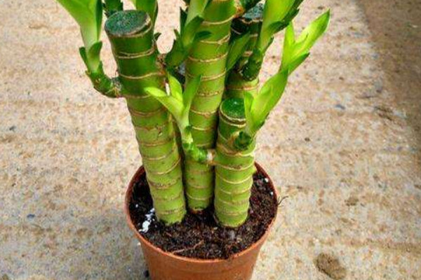 土培富貴竹的養(yǎng)殖方法和注意事項