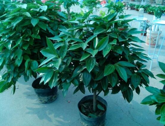 平安樹(shù)好養(yǎng)嗎，教你簡(jiǎn)單四種養(yǎng)殖方法/闔家幸福、萬(wàn)事如意