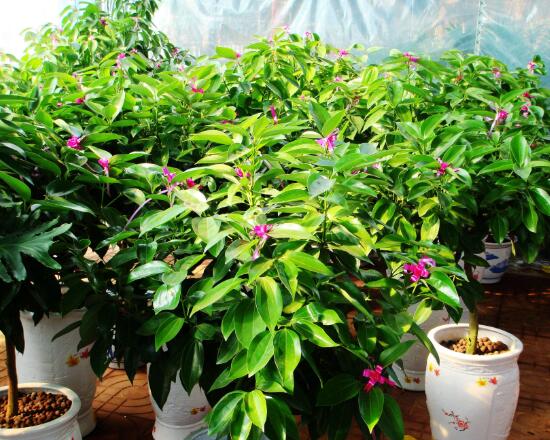 平安樹開花嗎，平安樹養(yǎng)多久可以開花