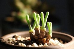 碧光環(huán)多久澆水，不同的季節(jié)對(duì)水分的需求不同