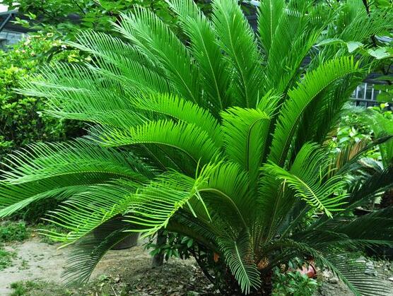 養(yǎng)鐵樹(shù)有什么忌諱，沖擊財(cái)運(yùn)與福運(yùn)/戀愛(ài)結(jié)婚難