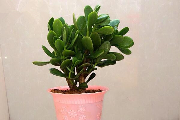 玉樹葉子一碰就掉，控制光照并停止施肥