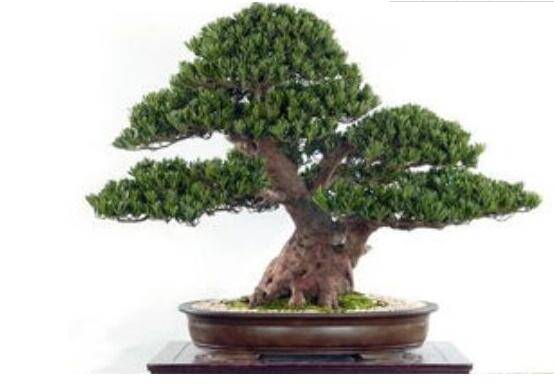 為什么羅漢松慢慢枯萎，做好澆水/保持溫度光照