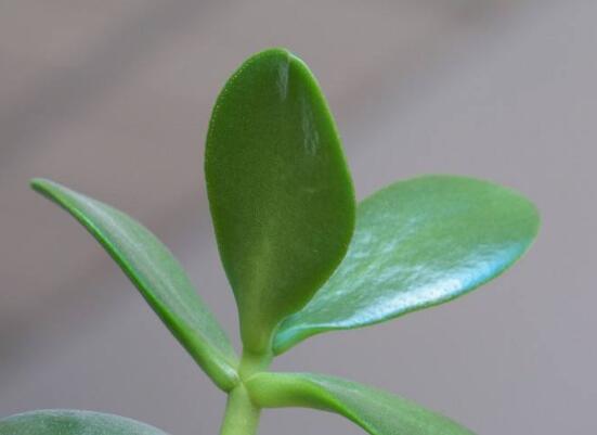 盆栽玉樹怎么養(yǎng)護(hù)，老農(nóng)總結(jié)七大養(yǎng)護(hù)方法