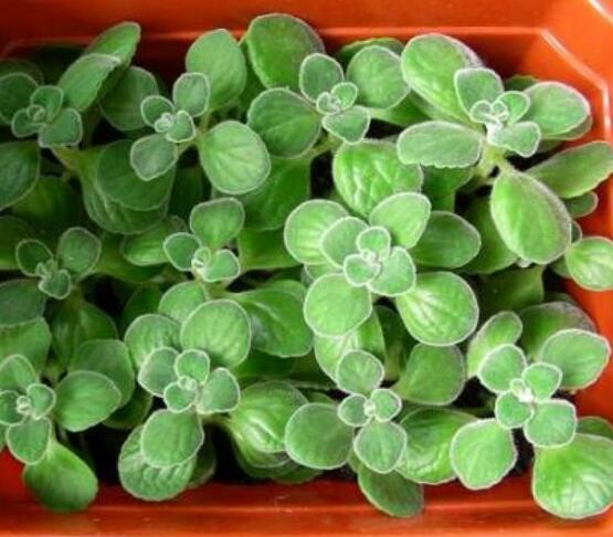 碰碰香的功效與作用，凈化空氣、消炎消腫，制作香精