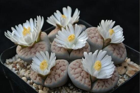 生石花怎么分株繁殖，教你一學(xué)就會(huì)五個(gè)基本步驟