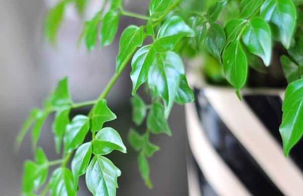 為什么平安樹(shù)葉子下垂，澆水過(guò)量和酸堿度不平衡造成的