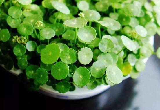 銅錢(qián)草的養(yǎng)殖方法和注意事項(xiàng)，老農(nóng)總結(jié)八大基本方法