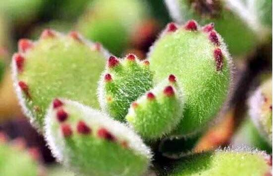 熊童子怎么度夏，做好遮陰通風(fēng)、保持微濕潤(rùn)環(huán)境