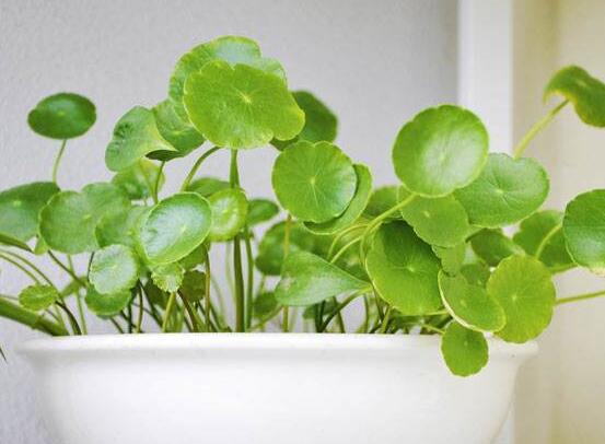 土培銅錢草怎么養(yǎng)，掌握八點因素就可以爆盆了（適合新手）