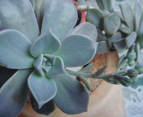 寶石花怎么養(yǎng)，老農(nóng)總結(jié)六大基本養(yǎng)殖方法