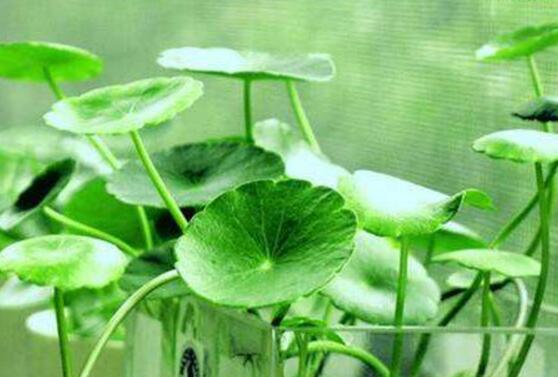 土培銅錢草怎么養(yǎng)，掌握八點因素就可以爆盆了（適合新手）