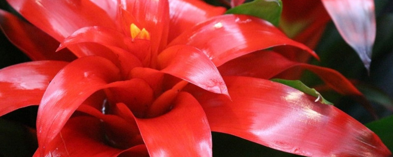 鴻運當頭花腐葉病怎么辦