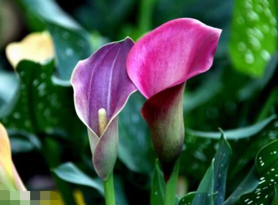 馬蹄蓮的養(yǎng)殖方法圖解，老農(nóng)總結(jié)六點(diǎn)最實(shí)用的基本方法