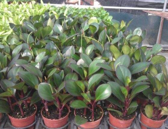 紫邊碧玉椒草的養(yǎng)殖方法和注意事項嗎，老農(nóng)教你六大基本養(yǎng)殖方法