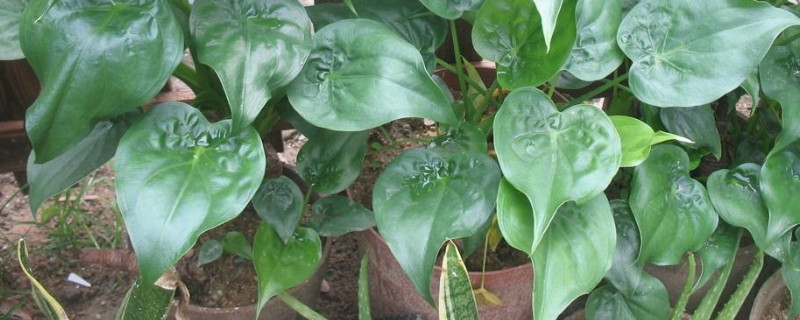 滴水觀音怎么過(guò)冬