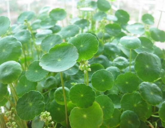 銅錢草放哪里招財(cái)，教你四個擺放最佳位置