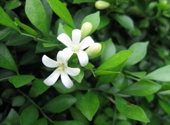 九里香花有毒嗎，無毒/制作香精香料、泡茶泡酒喝