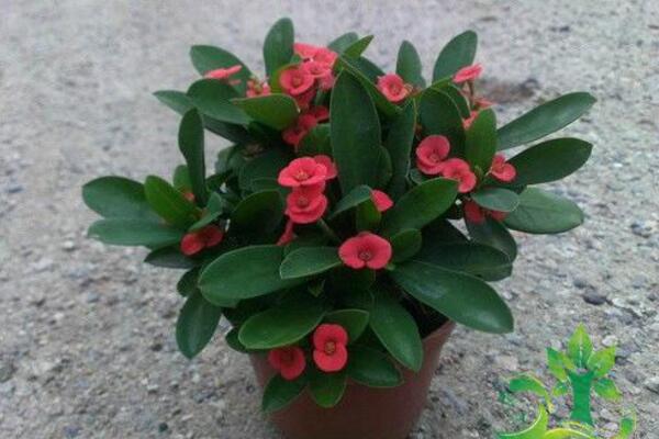 虎刺梅怎么修剪，適當(dāng)修剪可以促進(jìn)分枝、延長(zhǎng)花期