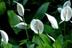 一帆風(fēng)順花怎么養(yǎng)，一帆風(fēng)順的養(yǎng)殖方法