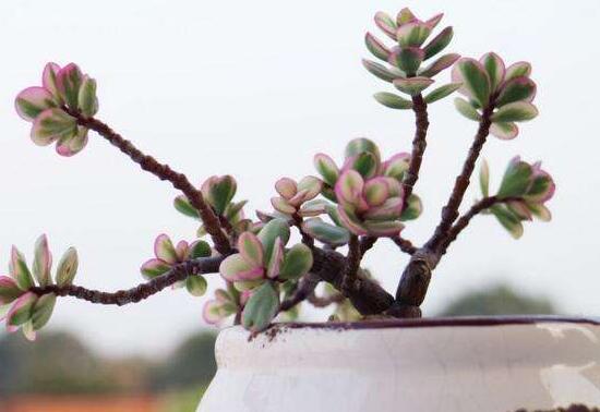 雅樂之舞的用途，盤點(diǎn)最實(shí)用四種價(jià)值