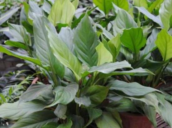 一帆風(fēng)順蔫了怎么補救，四種原因以及補救辦法