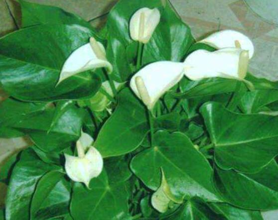 一帆風(fēng)順花蔫了怎么辦，教你四種解決辦法(花大色艷)