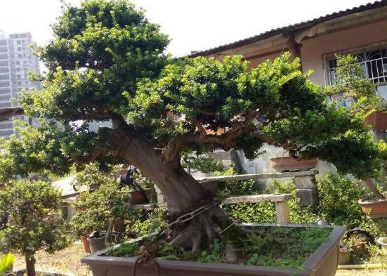 羅漢松果的功效與作用，羅漢松果的五大作用