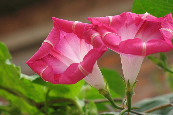 牽牛花枝條太長(zhǎng)怎么修剪