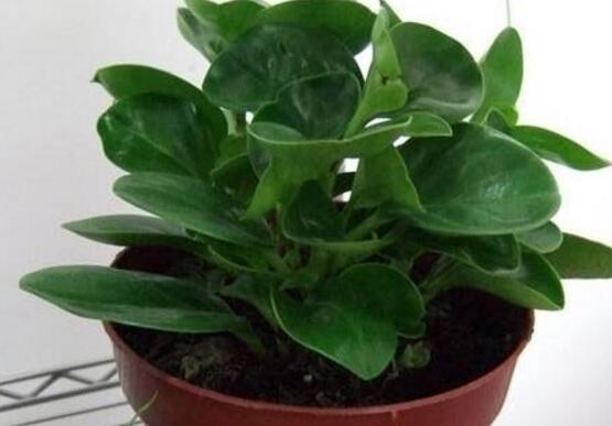 花卉小家碧玉怎么養(yǎng)，老農(nóng)總結(jié)八大基本方法