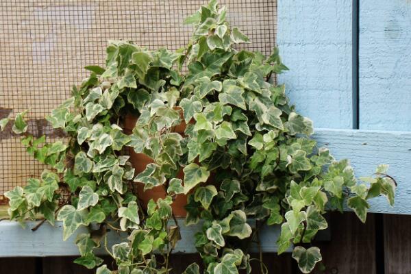 常春藤葉子發(fā)黃怎么辦，找到原因及時(shí)處理