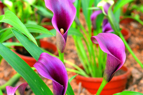 彩色馬蹄蓮可以水養(yǎng)嗎