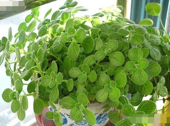 碰碰香放臥室可以嗎，可以/醒腦提神、凈化空氣、驅(qū)趕蚊蟲