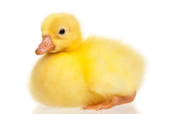 小鵝怎么養(yǎng)才不會死