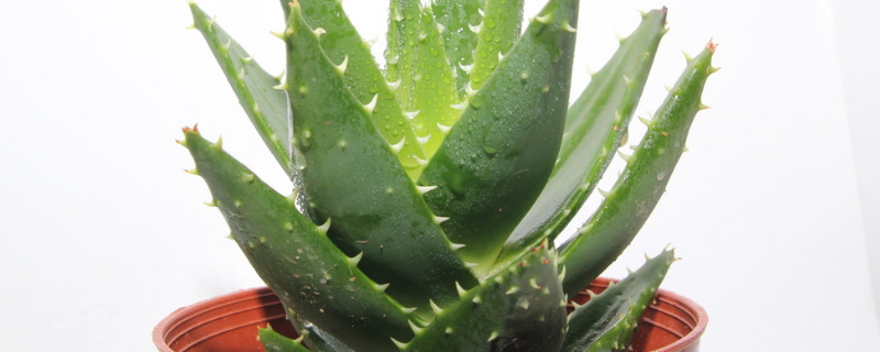 蘆薈會(huì)開花嗎多久開一次