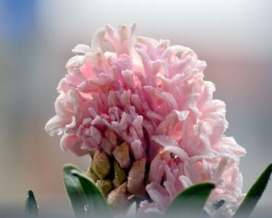 風(fēng)信子盆栽怎么種植，擇飽滿種球、露出土壤2厘米(存活最高)