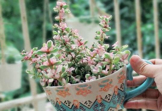 雅樂之舞花怎么養(yǎng)，4種養(yǎng)殖技巧保生長