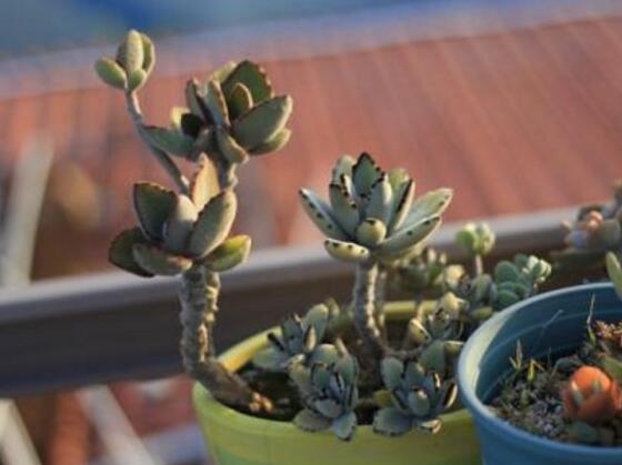 雅樂之舞常見病蟲害及防治方法，“知根知底”防治病蟲害