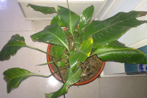 一帆風(fēng)順的葉子發(fā)黃怎么辦，調(diào)節(jié)光照和水分