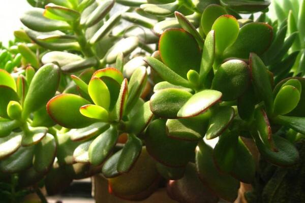 玉樹的養(yǎng)殖方法和病蟲害防治，詳細介紹四步養(yǎng)護三種病害