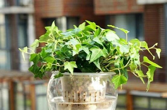 常春藤怎么養(yǎng)殖，盤點(diǎn)最簡(jiǎn)單兩種養(yǎng)殖方法(土培和水培)