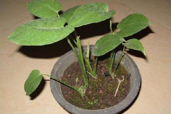 龜背竹什么時(shí)候開背，種植半年到一年時(shí)間自然開背