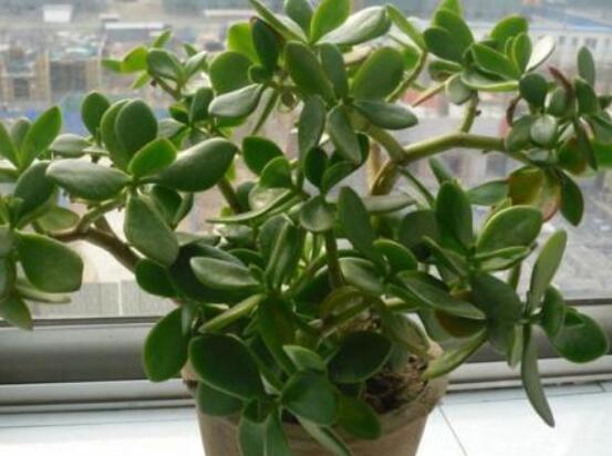 玉樹和燕子掌的區(qū)別，教你兩種最簡單區(qū)別方法(屬性/形態(tài))